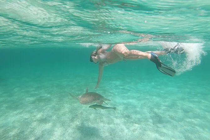 Snorkeler swimming in clear water above a nurse shark on a Nassau Bahamas snorkeling tour