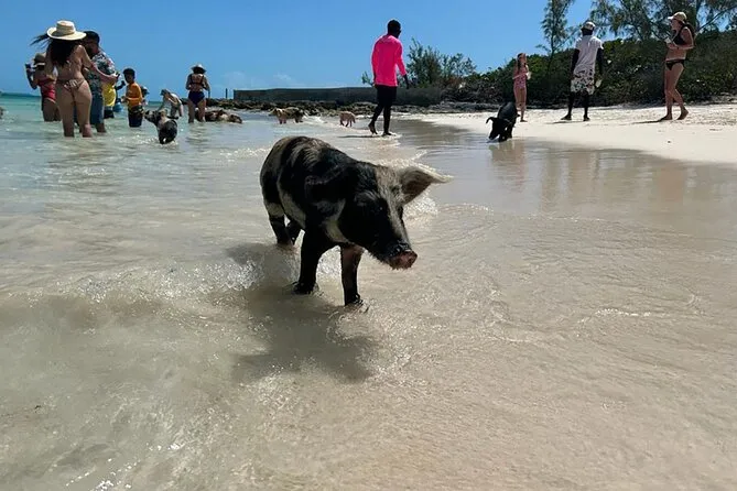 Swimming pigs wading in shallow turquoise water at the Rose Island pig beach on a Nassau Bahamas snorkeling tour