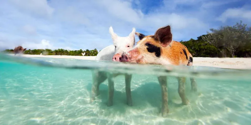 Travelers snorkeling near three islands on a Nassau Bahamas snorkeling speedboat tour with pigs and sea turtles in Nassau